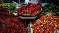 Harga Cabai Rawit Hijau Rp50 Ribu/Kg di Pasar Tulungagung Indramayu Harga Cabai Rawit Hijau Rp50 Ribu/Kg di Pasar Tulungagung Indramayu