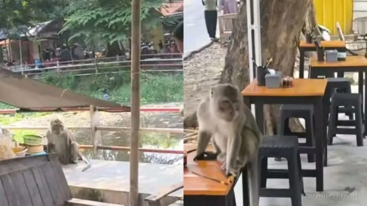Monyet Liar Cimanuk Indramayu: Kelaparan, Cari Makan di Taman