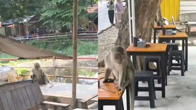 Monyet Liar Resahkan Warga Jalan Veteran Sindang, Waspada Pengunjung