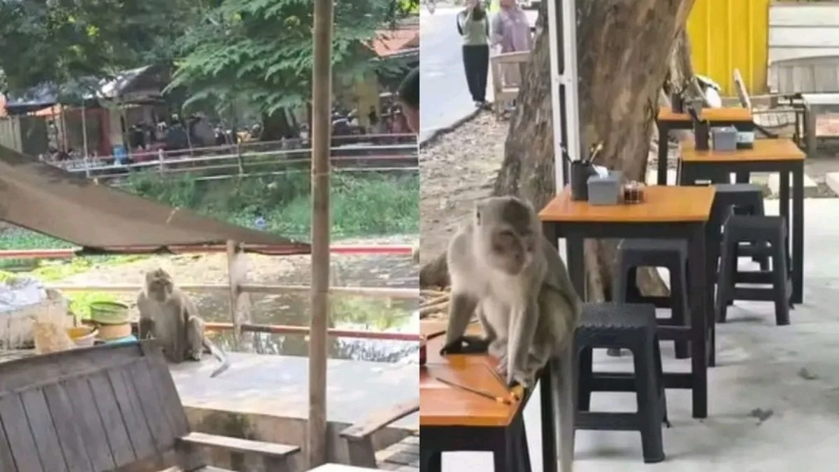 Monyet Liar Resahkan Warga Jalan Veteran Sindang, Waspada Pengunjung