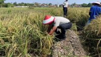 Panen Gabah 4 Ton: Lapas Indramayu Raih Harapan di Balik Tembok