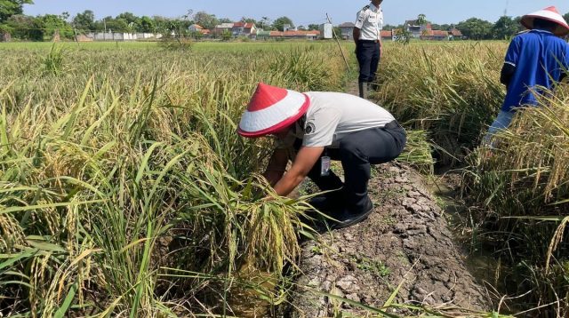 Panen Gabah 4 Ton: Lapas Indramayu Raih Harapan di Balik Tembok
