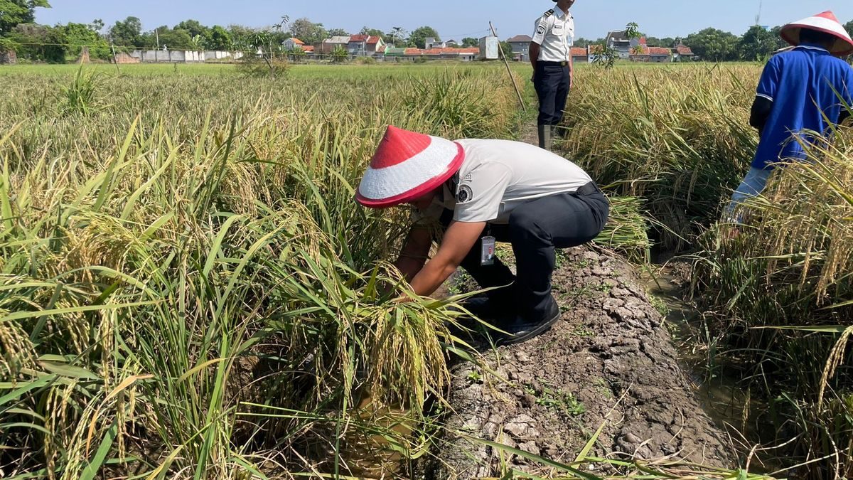 Panen Gabah 4 Ton: Lapas Indramayu Raih Harapan di Balik Tembok