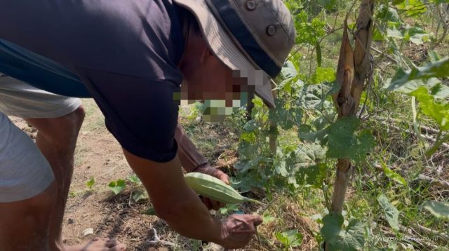 Panen Serai Lapas Indramayu: Optimalkan Lahan PUPR untuk Pangan