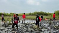 PDIP Indramayu Tanam Mangrove Eretan Kulon, Peduli Lingkungan Pesisir