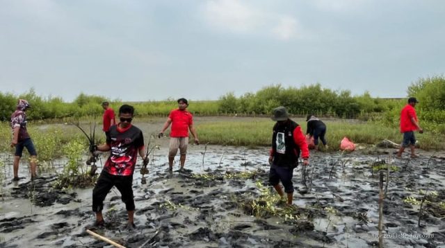 PDIP Indramayu Tanam Mangrove Eretan Kulon, Peduli Lingkungan Pesisir
