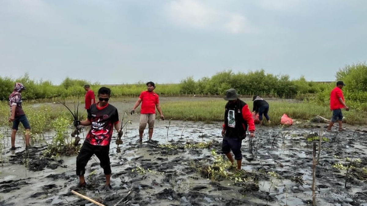 PDIP Indramayu Tanam Mangrove Eretan Kulon, Peduli Lingkungan Pesisir