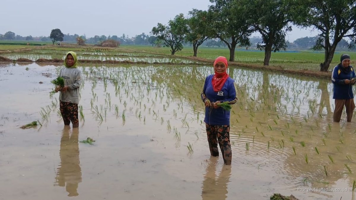 Penanaman Padi Sumbermulya Haurgeulis Terkendala Lahan Tadah Hujan