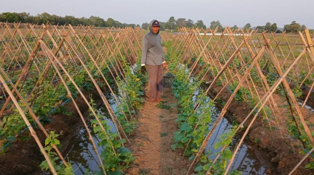 Petani Kedungwungu Indramayu: Cuaca Ekstrem Bikin Tanaman Stres