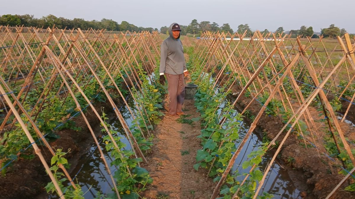 Petani Kedungwungu Indramayu: Cuaca Ekstrem Bikin Tanaman Stres