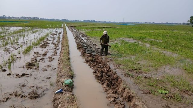 Petani Salamdarma Tebar Benih, Dongkrak Produksi Padi Musim Tanam Kedua