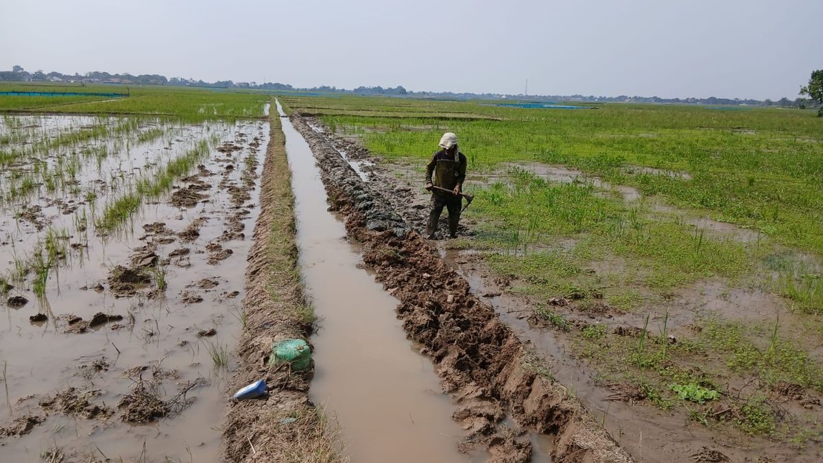 Petani Salamdarma Tebar Benih, Dongkrak Produksi Padi Musim Tanam Kedua