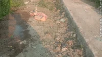 Petani Sawah Indramayu Keluhkan Saluran Tersier Tersumbat Tanah Petani Sawah Indramayu Keluhkan Saluran Tersier Tersumbat Tanah