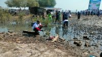 1 Pohon Mangrove untuk 3 Manusia: Penyelamat Paru-Paru Dunia