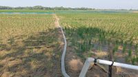 DKPP Indramayu Selamatkan 13 Ribu Hektare Sawah dari Kekeringan DKPP Indramayu Selamatkan 13 Ribu Hektare Sawah dari Kekeringan