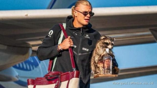 Erling Haaland Pulang ke Norwegia dengan Suvenir Rakun Mahal