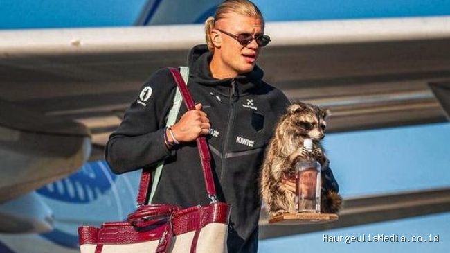 Erling Haaland Pulang ke Norwegia dengan Suvenir Rakun Mahal