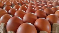 Harga Telur di Pasar Terisi Indramayu Tembus Rp30 Ribu per Kg Harga Telur di Pasar Terisi Indramayu Tembus Rp30 Ribu per Kg