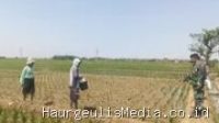 Indramayu Babinsa Koramil Terisi Turun ke Sawah, Ada Misi Penting di Balik Pendampingan Petani Ini 23 Juli 2026, 11:35 WIB