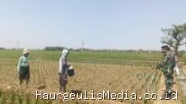 Indramayu Babinsa Koramil Terisi Turun ke Sawah, Ada Misi Penting di Balik Pendampingan Petani Ini 23 Juli 2026, 11:35 WIB