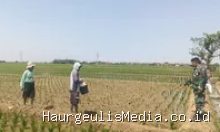 Indramayu Babinsa Koramil Terisi Turun ke Sawah, Ada Misi Penting di Balik Pendampingan Petani Ini 23 Juli 2026, 11:35 WIB
