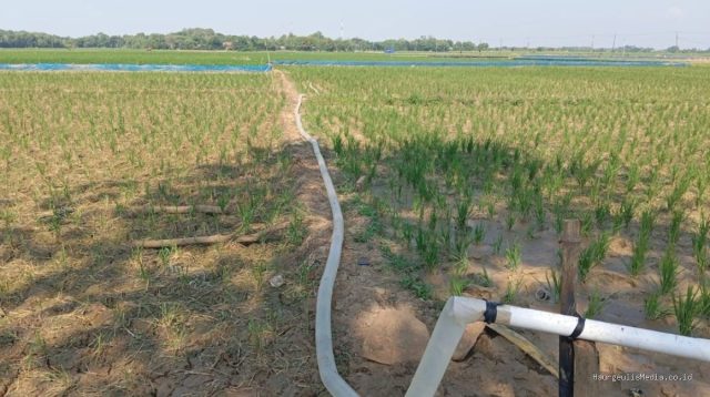 Irpom Kandanghaur: Petani Tuntut Transparansi Bantuan Desa