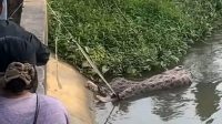 Mayat Pria di Sungai Cipelang Widasari Indramayu Teridentifikasi