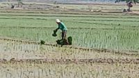 Pasokan Air Melimpah, Petani Desa Lempuyang Mulai Tanam Padi Pasokan Air Melimpah, Petani Desa Lempuyang Mulai Tanam Padi