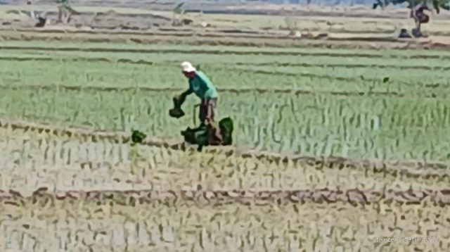 Pasokan Air Melimpah, Petani Desa Lempuyang Mulai Tanam Padi