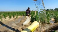 Pertamina EP & Kementan Selamatkan 427 Hektare Sawah Jatimunggul Pertamina EP & Kementan Selamatkan 427 Hektare Sawah Jatimunggul