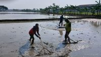 Sambut Musim Tanam Kedua, Petani Desa Kopyah Gotong Royong! Sambut Musim Tanam Kedua, Petani Desa Kopyah Gotong Royong!