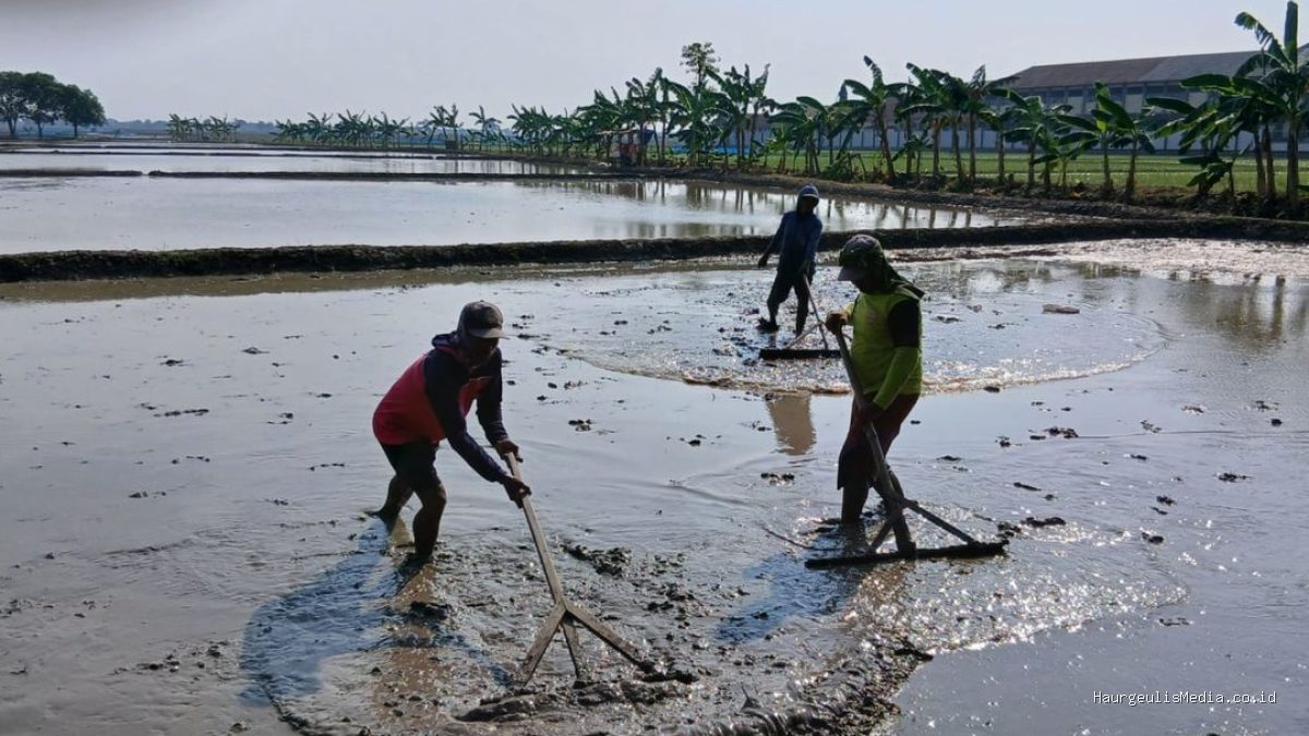 Sambut Musim Tanam Kedua, Petani Desa Kopyah Gotong Royong!