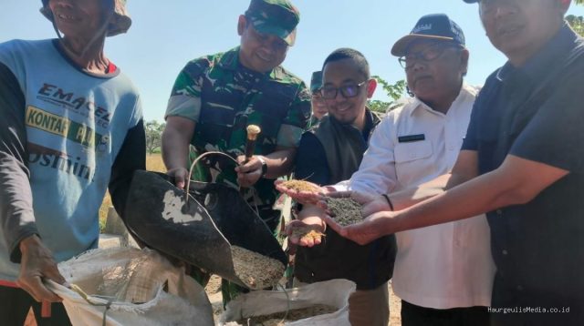 Serapan Gabah Indramayu 90% Hingga Pertengahan Juli