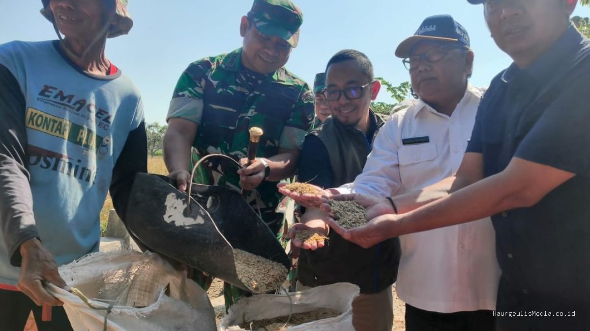 Serapan Gabah Indramayu 90% Hingga Pertengahan Juli