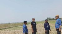 Tanaman Padi di Indramayu Terancam Puso, Petani Butuh Air Segera Tanaman Padi di Indramayu Terancam Puso, Petani Butuh Air Segera