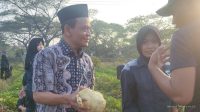 TEFA ATPH SMKN 1 Losarang: Sukses Panen Ubi Jalar Varietas Unggul TEFA ATPH SMKN 1 Losarang: Sukses Panen Ubi Jalar Varietas Unggul