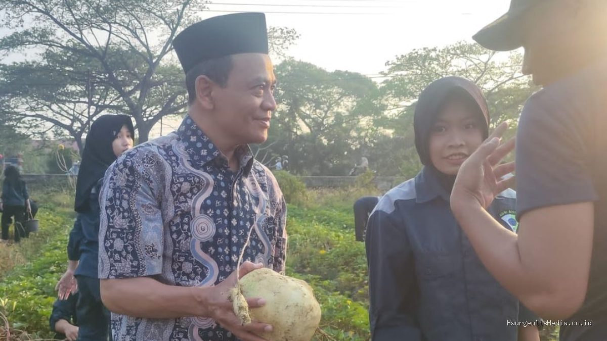 TEFA ATPH SMKN 1 Losarang: Sukses Panen Ubi Jalar Varietas Unggul