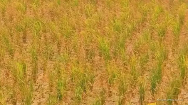 Anggaran BBWS Turun, Dedi Mulyadi Desak Perbaikan Irigasi Cepat