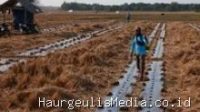 Indramayu Hadapi Musim Kemarau, Petani Blok Tanjungsari Desa Situraja Beralih Budidaya Semangka 7 Agustus 2026, 11:26 WIB
