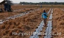 Indramayu Hadapi Musim Kemarau, Petani Blok Tanjungsari Desa Situraja Beralih Budidaya Semangka 7 Agustus 2026, 11:26 WIB