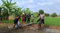 Sistem PMAAS di Lelea: Petani Tunggulpayung Bidik Panen 10 Ton