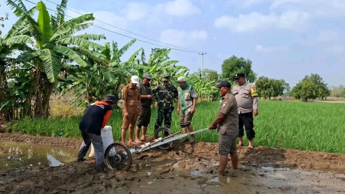 Sistem PMAAS di Lelea: Petani Tunggulpayung Bidik Panen 10 Ton