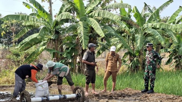Strategi Sukses Petani Tunggul Payung: Arahan Teknis Danramil Lelea dan BPP Atasi Kendala Lahan