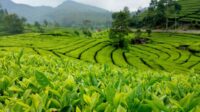 7 Rekomendasi Wisata Kebun Teh Terbaik untuk Liburan Sejuk 7 Rekomendasi Wisata Kebun Teh Terbaik untuk Liburan Sejuk