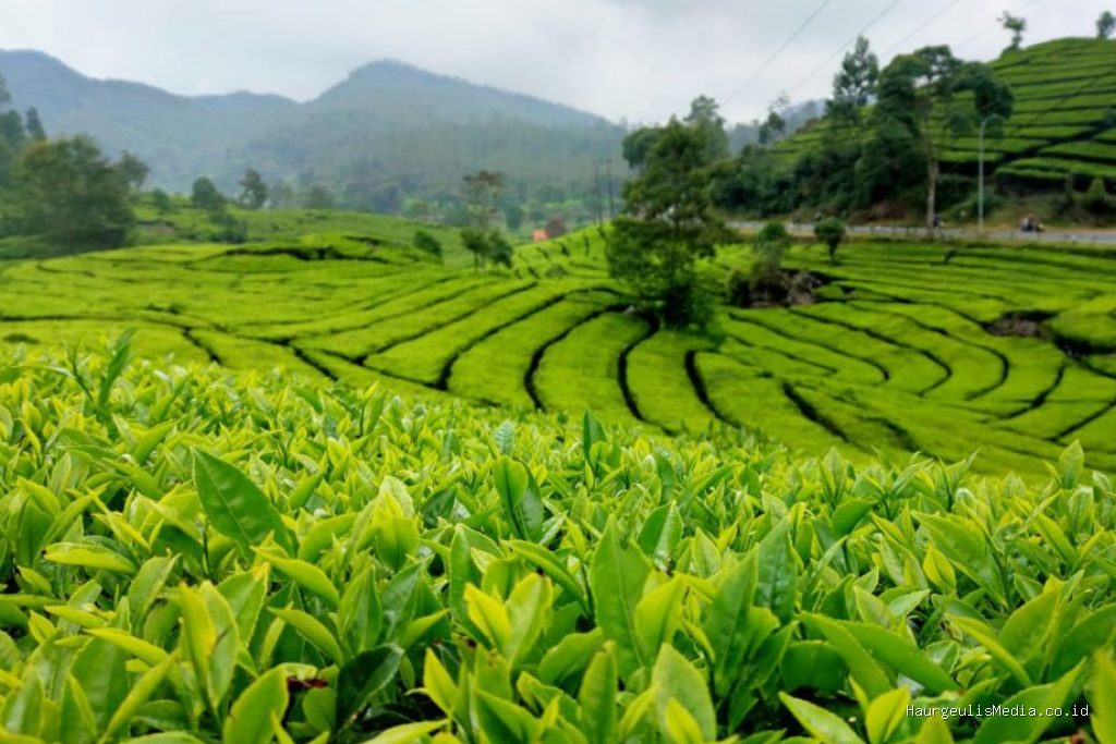 7 Rekomendasi Wisata Kebun Teh Terbaik untuk Liburan Sejuk