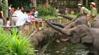 Panduan Edukasi Anak Saat Berkunjung ke Kebun Binatang