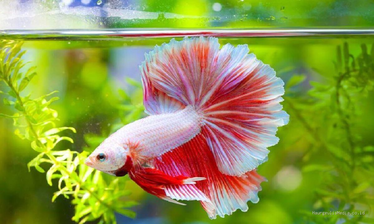 Syarat Mengurus NIB untuk Usaha Budidaya Ikan Cupang dan Ikan Hias