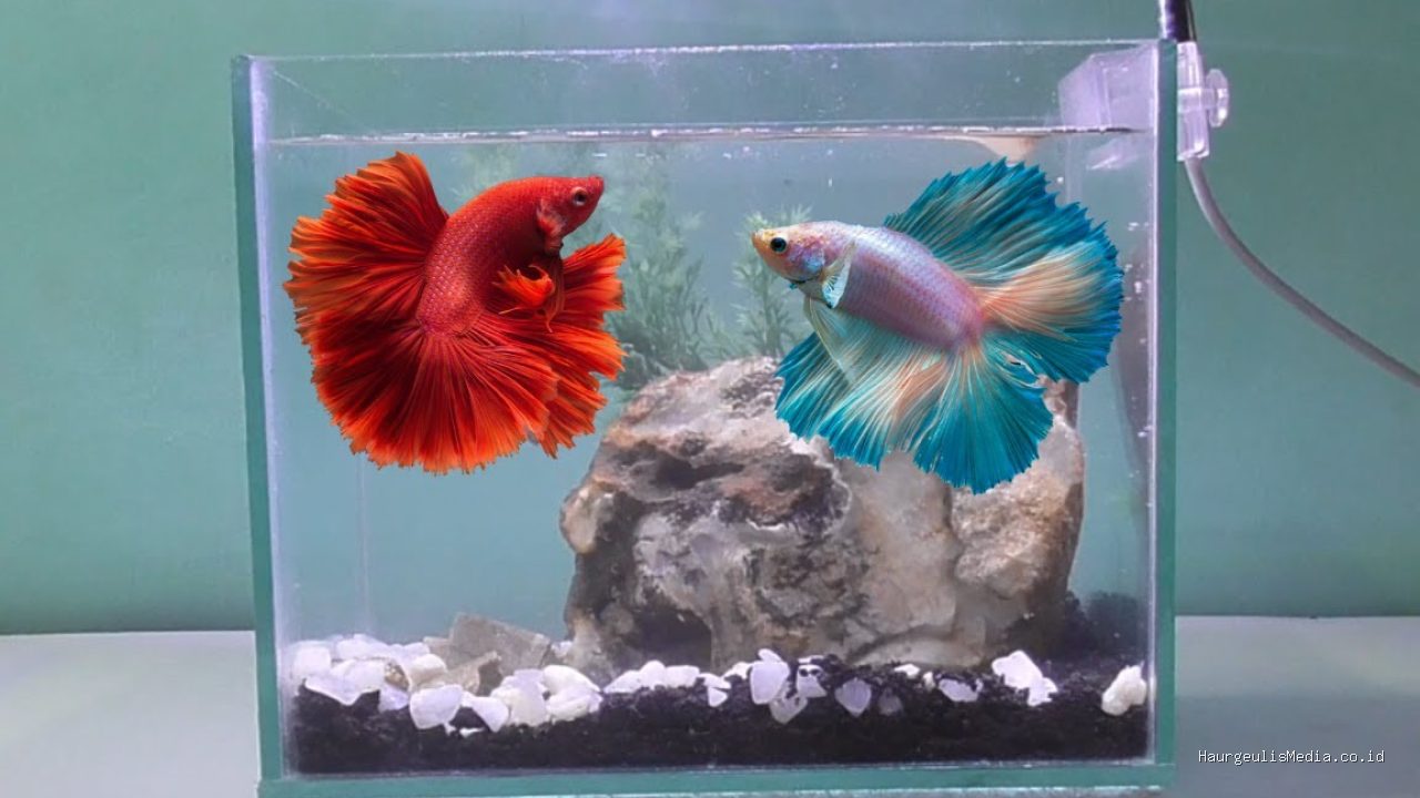 Photo by kreasihiasan.blogspot.com - Syarat Mengurus NIB untuk Usaha Budidaya Ikan Cupang dan Ikan Hias
